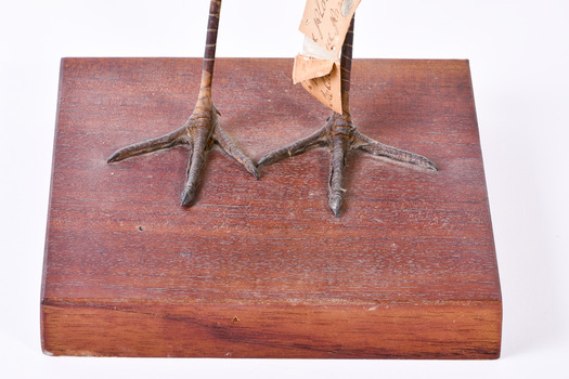 Close up of the Mask Lapwing feet.