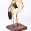 Front right of a Masked Lapwing with wings slightly elevated and looking over right wing 