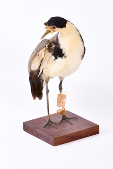 Front right of a Masked Lapwing with wings slightly elevated and looking over right wing 