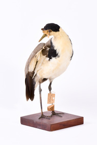 Masked Lapwing standing front right and looking towards the right
