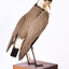 Rear of a Masked Lapwing looking towards front right