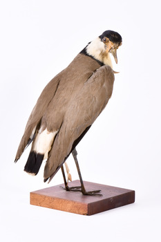 Rear of a Masked Lapwing looking towards front right