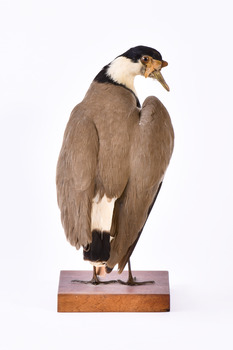 Rear of a Masked Lapwing. Wings are slightly elevated and head is looking towards the front right
