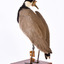 A Masked Lapwing facing rear left and looking towards the right.