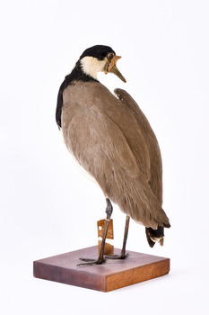 A Masked Lapwing facing rear left and looking towards the right.