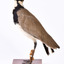 Masked Lapwing facing left and looking to back of image. 