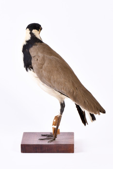 Masked Lapwing facing left and looking to back of image. 