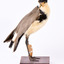 Masked Lapwing facing right and looking over right wing towards the ground