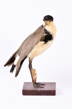 Masked Lapwing facing right and looking over right wing towards the ground