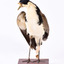 A Masked Lapwing standing front on with wings slightly elevated and head looking towards right.