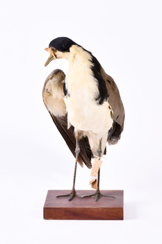 A Masked Lapwing standing front on with wings slightly elevated and head looking towards right.