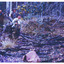 A colour rectangular landscape photograph of three individuals standing in a clearing of burnt logs arranged in a rough circular pattern