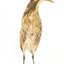 An Australasian Bittern standing front on and looking towards the left 