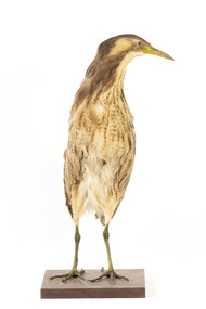 An Australasian Bittern standing front on and looking towards the left 
