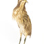 An Australaisn Bittern standing front left and looking over left wing