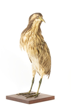 An Australaisn Bittern standing front left and looking over left wing