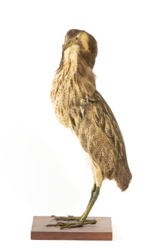 Australaisn Bittern facing left and looking to front over left wing