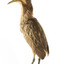 Australaisn Bittern facing back left and looking over left wing towards the front
