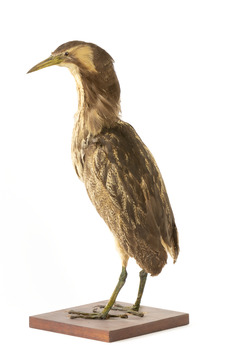 Australaisn Bittern facing back left and looking over left wing towards the front