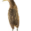 Rear of an Australaisn Bittern looking towards the left. 