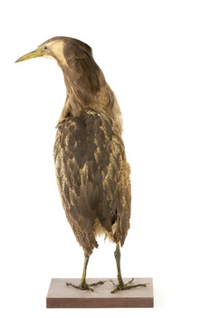 Rear of an Australaisn Bittern looking towards the left. 