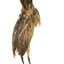 An Australiasn Bittern facing back right and looking towards the back left.