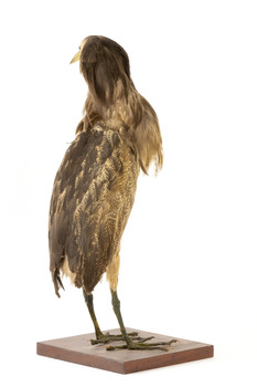An Australiasn Bittern facing back right and looking towards the back left.