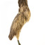 Australaisn Bittern facing right and looking towards the back over left wing