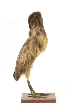 Australaisn Bittern facing right and looking towards the back over left wing