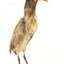 Australaisn Bittern facing front right and looking towards left