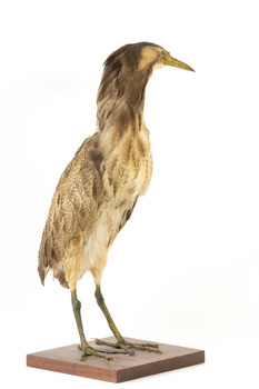 Australaisn Bittern facing front right and looking towards left