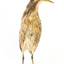 Australaisn Bittern standing front on and looking towards the left