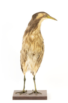 Australaisn Bittern standing front on and looking towards the left