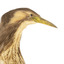 Close up of the head of the Australaisn Bittern