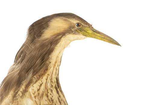 Close up of the head of the Australaisn Bittern