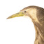 Close up of the left side of the Australaisn Bittern head