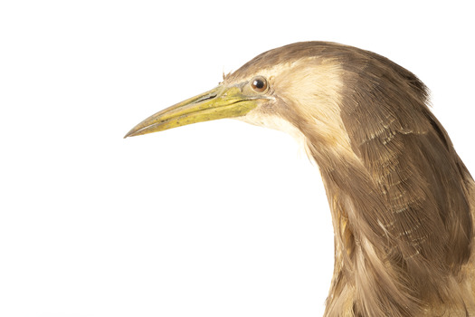 Close up of the left side of the Australaisn Bittern head