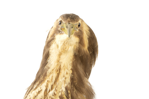 Close up of the Australaisn Bittern head facing forwards