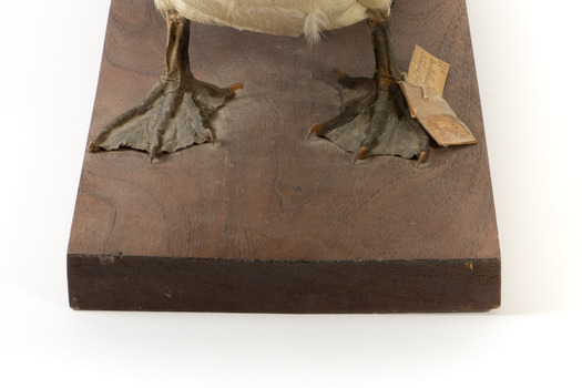 Close up of Darter's webbed feet standing on a pedestal. Paper tags are attached to left leg.