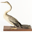 Darter standing towards the left 