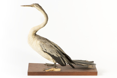 Darter standing towards the left 