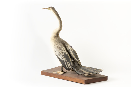 Darter standing facing backwards towards the left