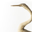 Close up of left side of Darter head/neck