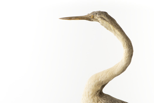 Close up of left side of Darter head/neck