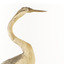 Close up of Darter's right neck and head