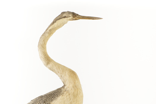 Close up of Darter's right neck and head