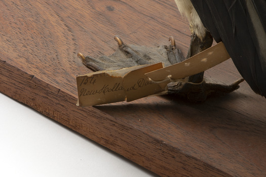 Paper label: "154 New Holland Darter"