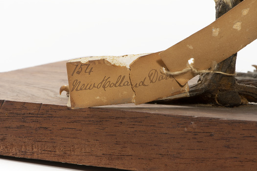 Close up of paper label: "154 New Holland Darter"