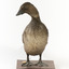Musk Duck standing front on and looking to the right