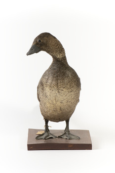 Musk Duck standing front on and looking to the right